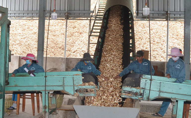 Sản xuất dăm gỗ tại nhà máy chế biến gỗ xuất khẩu ở KCN Đông Bắc Sông Cầu của DNTN Bảo Châu - Ảnh: ANH NGỌC