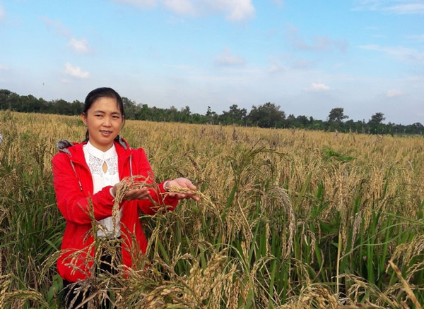 Triệu Thị Châu với kết quả của mô hình lúa cạn ở xã xã Cư Suê, huyện Cư M’gar, tỉnh Đắk Lắk