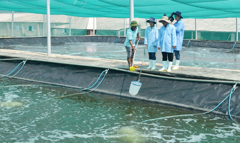 Mô hình nuôi tôm theo công nghệ tiên tiến được triển khai tại Công ty TNHH Thủy sản Đắc Lộc. Ảnh: NGỌC CHUNG
