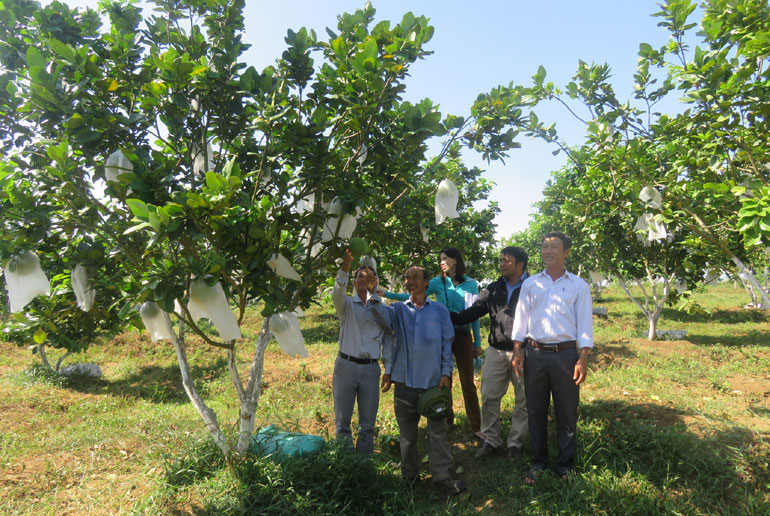 Mô hình trồng cây ăn trái mang lại hiệu quả kinh tế cao, giúp nông dân huyện Sông Hinh thoát nghèo. Ảnh: NGỌC HÂN