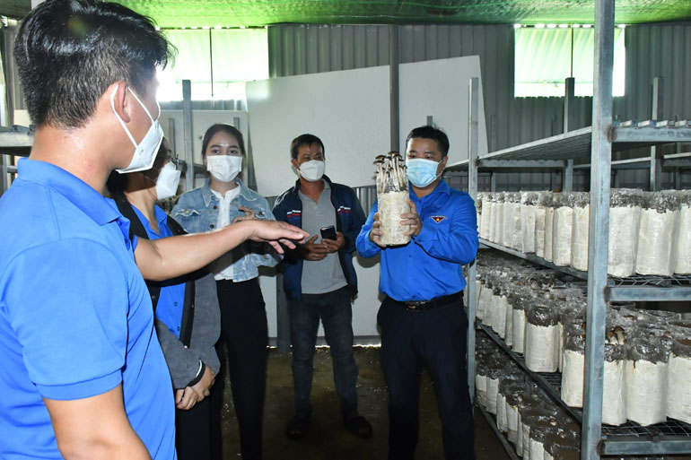 Đoàn viên thanh niên tham quan mô hình trồng nấm mối đen ở Khu nông nghiệp ứng dụng công nghệ cao Phú Yên. Ảnh: LỆ VĂN