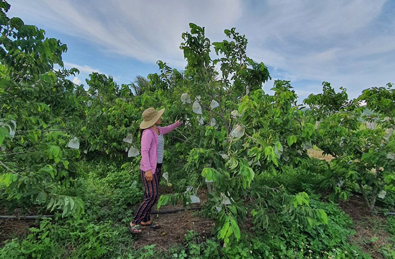 Nhờ vốn vay hỗ trợ sinh kế, chị Lê Thị Kim Gấm ở xã Hòa Hội (huyện Phú Hòa) phát triển mô hình trồng cây ăn trái, tạo nguồn thu nhập ổn định cho gia đình. Ảnh: QUỲNH CHI