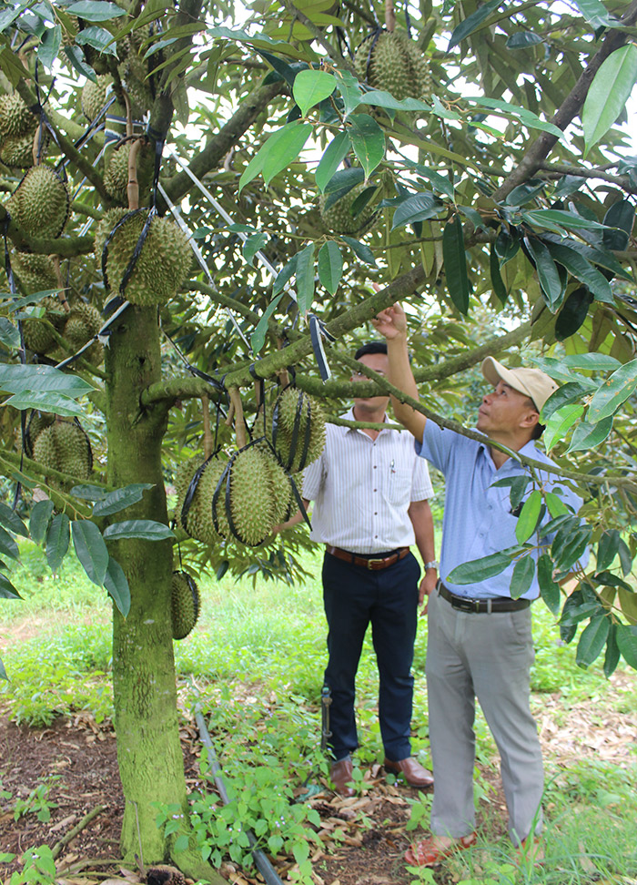 Nông dân tham quan mô hình trồng cây sầu riêng áp dụng khoa học kỹ thuật và quy trình hữu cơ của ông Cao Nguyên Lâm. Ảnh: LỆ VĂN