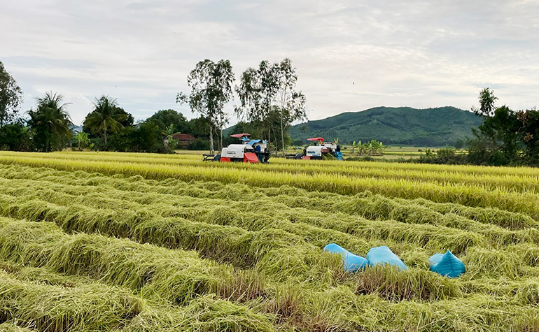 Triển vọng giống lúa chất lượng cao cho nông dân miền núi