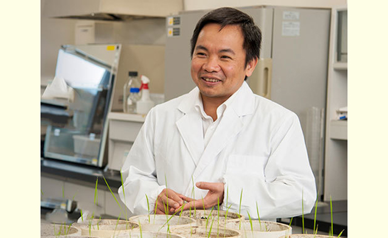 GS Trần Đăng Xuân với các thí nghiệm về gene của cây lúa. Ảnh: Đại học Hirosima.
