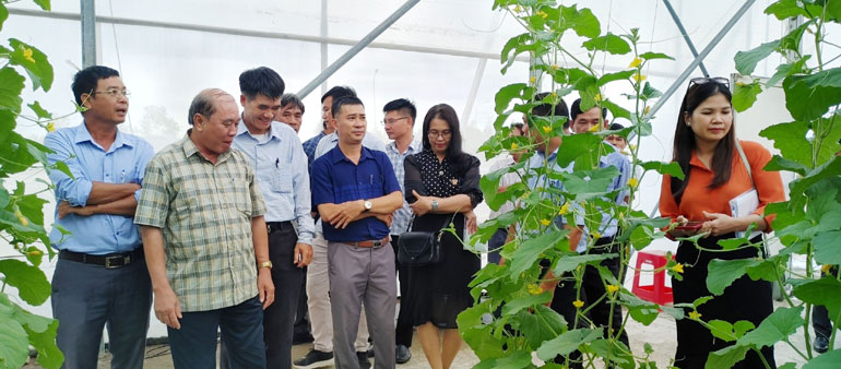 Lãnh đạo các sở, ban ngành và hội đoàn thể trong tỉnh tham quan mô hình trồng dưa hoàng kim trong nhà kính tại trung tâm. Ảnh: LỆ VĂN