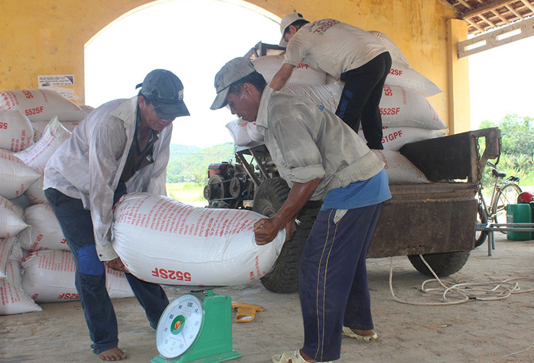 Dịch vụ thu mua lúa giống tại HTX Nông nghiệp An Nghiệp (huyện Tuy An) tạo điều kiện thuận lợi cho bà con nông dân. Ảnh: MINH DUYÊN