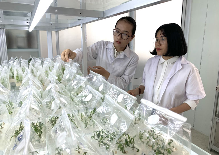 Nghiên cứu cấy mô giống cây trồng tại Trung tâm Khoa học và Công nghệ Phú Yên. Ảnh: VĂN TÀI