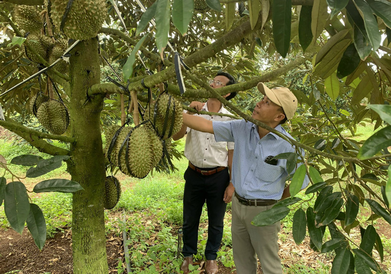 Ứng dụng khoa học, công nghệ phát triển cây ăn trái ở Sông Hinh