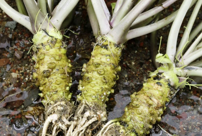 Cây Wasabi trồng ở Nhật Bản. Nguồn: Kyodo News