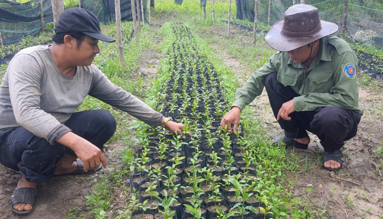 Nhân viên Ban Quản lý rừng phòng hộ huyện Đồng Xuân gây giống cây dược liệu. Ảnh: NHẬT HUY