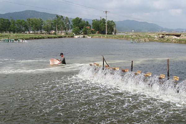 Vùng nuôi tôm hạ lưu sông Bàn Thạch (huyện Đông Hòa) cần sớm được quy hoạch chi tiết - Ảnh: ANH NGỌC