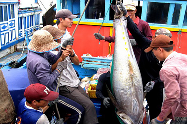 Ngư dân TP Tuy Hòa chuyển cá ngừ đại dương lên bờ sau chuyến đánh bắt dài ngày trên biển - Ảnh: ANH NGỌC
