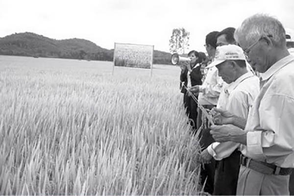 Mô hình sản xuất lúa chất lượng TBR45 tại xã An Nghiệp, huyện Tuy An, tỉnh Phú Yên. Anh: CTV