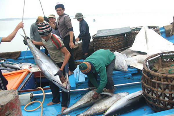 Bám biển đánh bắt cá ngừ ở quần đảo Trường Sa và Hoàng Sa, thế mạnh của ngư dân Phú Yên - Ảnh: Phương Nam
