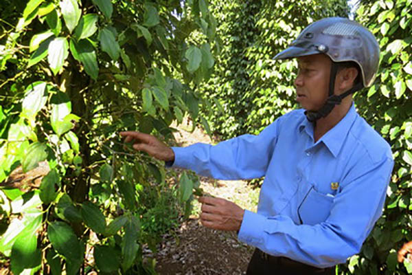 Cán bộ kỹ thuật Công ty Cổ phần Vinacafe Sơn Thành kiểm tra bệnh trên cây tiêu - Ảnh: T.Tiên