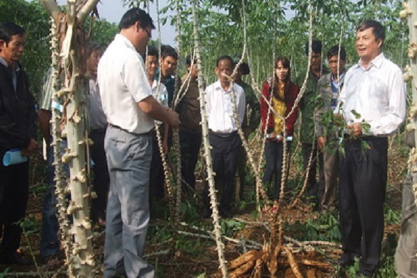 Chuyển giao kỹ thuật trồng giống sắn mới đạt năng suất cao cho nông dân huyện Sông Hinh - Ảnh: VĂN THÙY