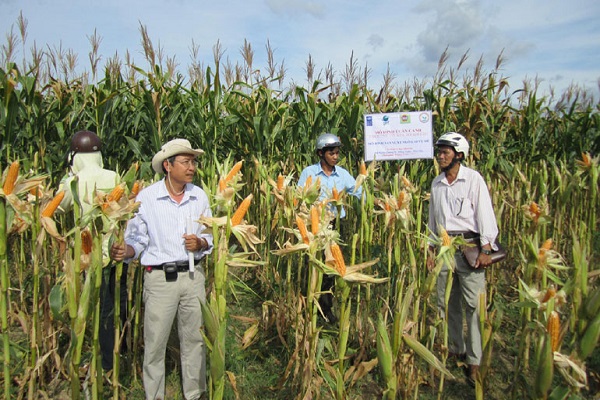 Mô hình trồng bắp lai thích ứng với biến đổi khí hậu ở xã Xuân Quang 2 (huyện Đồng Xuân) mang lại hiệu quả kinh tế cao - Ảnh: CTV