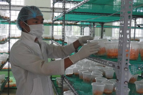 Khu vực trồng nấm đông trùng hạ thảo tại cơ sở 2, Trường cao đẳng Nghề Phú Yên được anh Nguyễn Đặng Huỳnh đầu tư nhiều thiết bị tự động hóa phục vụ sản xuất - Ảnh: THÁI HÀ