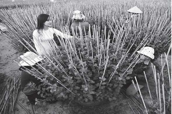 Người dân làng nghề trồng hoa ở Phước Hậu (P.9-TP Tuy Hòa-Phú Yên) chăm sóc hoa Cúc vàng, chuẩn bị bán hoa tết. Ảnh: Mỹ Bình
