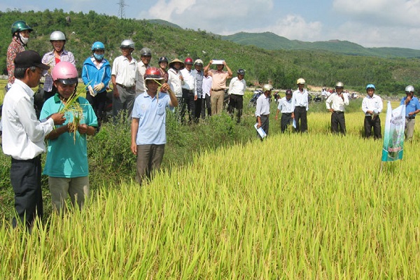Nông nghiệp và nông thôn Phú Yên hướng đến mục tiêu phát triển hiệu quả và bền vững.