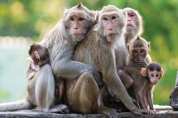Loài khỉ với ngành y dược 