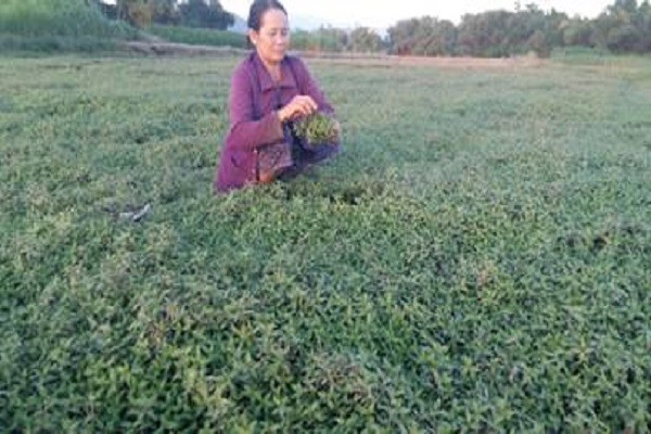 Mô hình trồng rau răm cho thu nhập cao ở huyện Đồng Xuân, tỉnh Phú Yên
