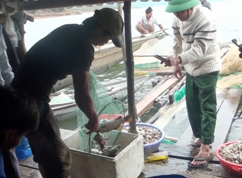 Cá chẽm là đối tượng nuôi mới tại lòng hồ thủy điện Sông Hinh - Ảnh: VĂN THÙY