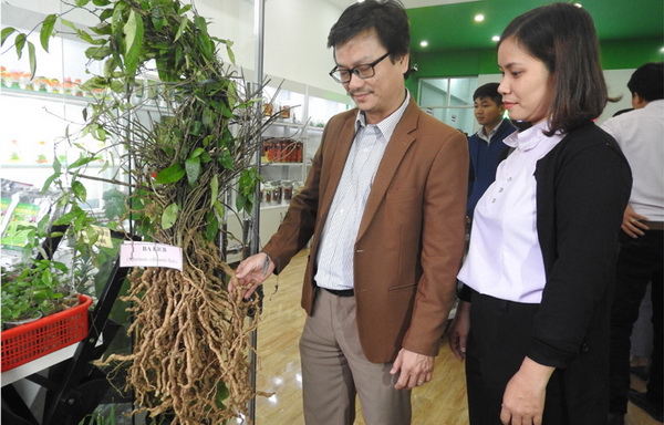 Ông Dương Bình Phú, Phó Giám đốc Sở KH-CN giới thiệu cây dược liệu đến du khách tham quan Điểm kết nối cung - cầu công nghệ - Ảnh: THÁI HÀ