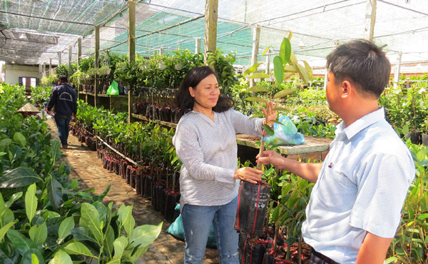 Cán bộ Trung tâm Khuyến nông kiểm tra cây giống tại Công ty TNHH Hoàng Phượng trước khi giao nhận với nông dân - Ảnh: LÊ TRÂM