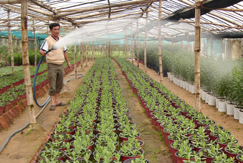 Nông dân phường Phú Lâm (TP Tuy Hòa) áp dụng tiến bộ kỹ thuật vào trồng hoa và rau, mang lại hiệu quả kinh tế cao - Ảnh: PV