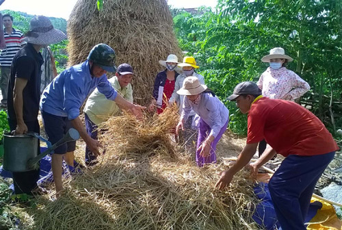 Nông dân thôn Phú Liên, xã Bình Kiến (TP Tuy Hòa) học chế biến thức ăn cho bò từ rơm - Ảnh: TRUNG HIẾU