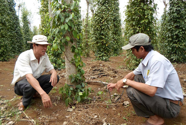 Ông Nguyễn Hoài Sơn (trái), nguyên Chủ tịch Liên hiệp Hội Phú Yên kiểm tra mô hình tưới nước tự động nhỏ giọt tại Công ty CP Vinacafe Sơn Thành - Ảnh: THÁI HÀ