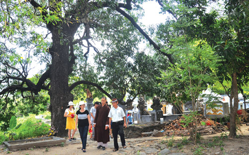Khuôn viên chùa Từ Quang ở xã An Dân, huyện Tuy An - nơi có quần thể cây xoài được công nhận Cây di sản - Ảnh: MINH NGUYỆT