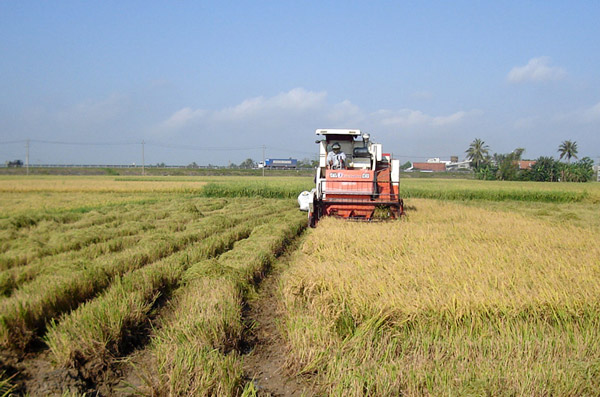 Lai tạo giống lúa mới có năng suất cao, đưa cơ giới hóa vào sản xuất nông nghiệp, giúp nông dân nâng cao thu nhập. Ảnh: MINH ĐĂNG