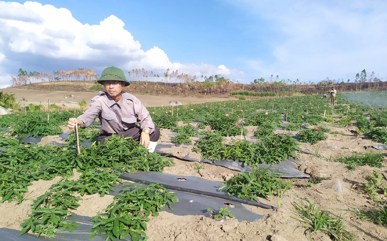 Ông Cao Minh Thơ (xã Ea Ly, huyện Sông Hinh) chăm sóc vùng trồng nhân sâm Phú Yên rộng 2ha của gia đình. Ảnh: THÁI HÀ