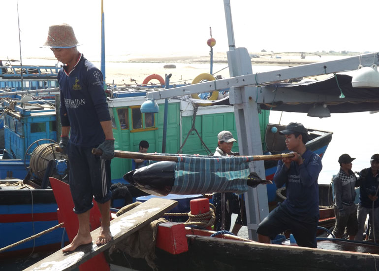 Ngư dân Phú Yên chuyển cá ngừ đại dương từ cảng vào bờ sau chuyến biển dài ngày. Ảnh: PV