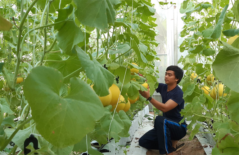 Anh Huỳnh Thượng Đoài thu hoạch dưa lưới trồng trong nhà màng. Ảnh: THÁI HÀ