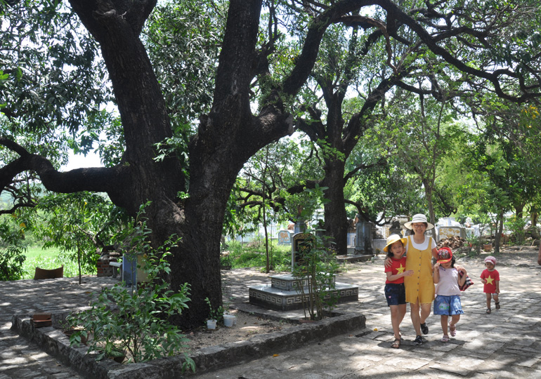 Cụm 20 cây xoài hơn 220 năm tuổi ở chùa Đá Trắng được Hội đồng Cây di sản Việt Nam công nhận là Cây di sản vào năm 2013. Ảnh: MINH NGUYỆT