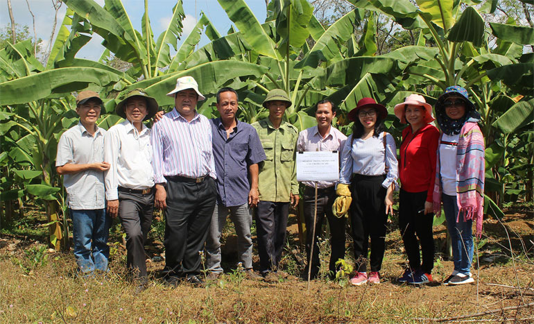 ThS Trương Hùng Mỹ (trái) trong dịp chuyển giao kỹ thuật trồng chuối cấy mô cho người dân huyện Tuy An. Ảnh: THÁI HÀ