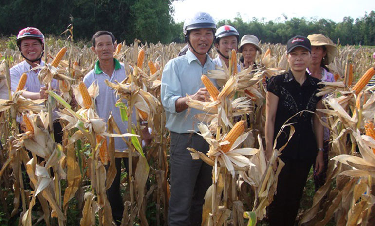 Nông dân tham gia mô hình sản xuất bắp lai F1 NK7328 tại xã An Dân (huyện Tuy An). Ảnh: CTV