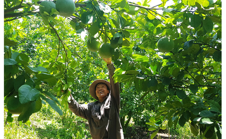 Vườn cây ăn quả của ông Võ Minh Tuấn ở thị trấn Hai Riêng, huyện Sông Hinh. Ảnh: NGÔ XUÂN