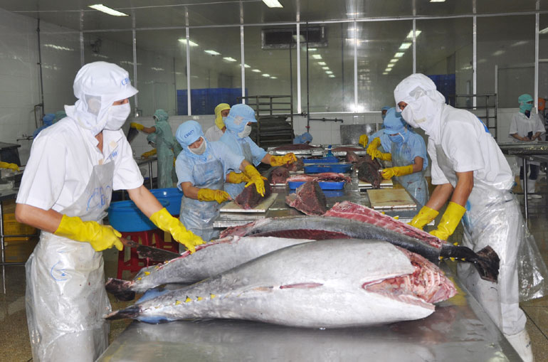 Cá ngừ đại dương là sản phẩm xuất khẩu chủ lực của tỉnh Phú Yên trong những năm qua. Ảnh: PV