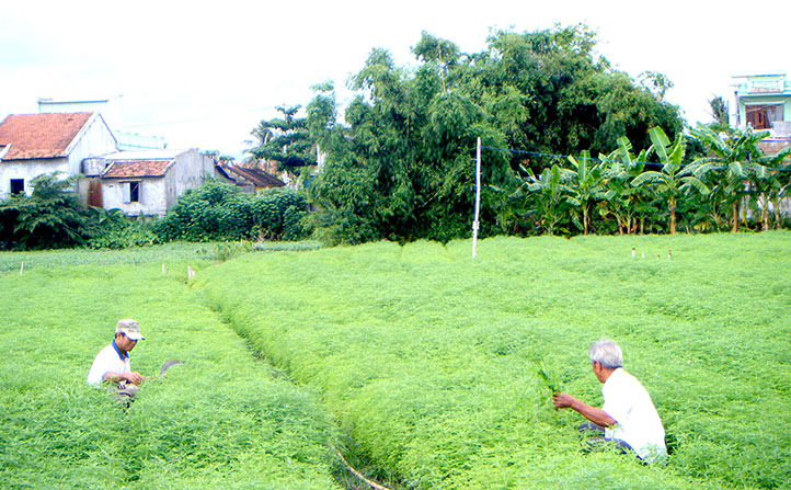 Nông dân phường Phú Thạnh (TP Tuy Hòa) liên kết với Trung tâm Nghiên cứu và Sản xuất dược liệu miền Trung trồng diệp hạ châu. Ảnh: THÁI HÀ