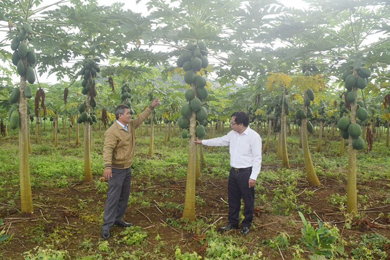 Mô hình trồng cây ăn trái ở xã Sơn Thành Tây, huyện Tây Hòa từ nguồn Quỹ HTND tỉnh. Ảnh: NGỌC HÂN