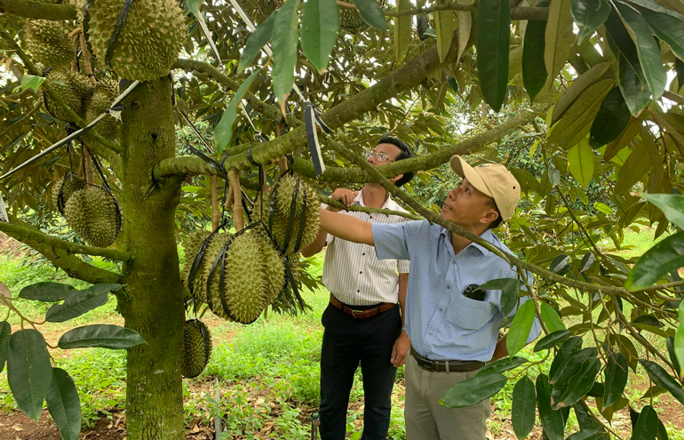Hội viên tham quan mô hình trồng sầu riêng của ông Cao Thanh Lâm ở xã Ea Bar (huyện Sông Hinh). Ảnh: LỆ VĂN