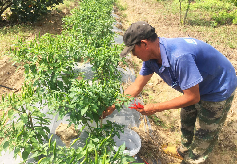 Mô hình trồng ớt chỉ thiên của HTX Nông nghiệp dịch vụ Hòa Hội đang cho lợi nhuận ổn định. Ảnh: NGỌC HÂN