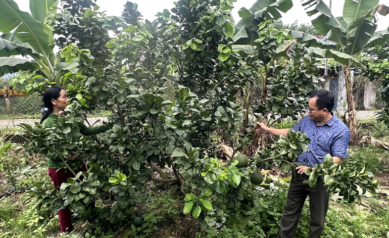 Xã Sơn Giang, huyện Sông Hinh đang hoàn thiện hồ sơ để sản phẩm bưởi da xanh đạt chứng nhận sản phẩm OCOP và được cấp mã vùng trồng. Ảnh: NGỌC HÂN