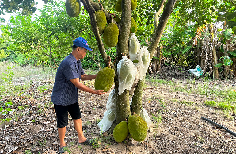 Cây ăn trái đang là mô hình thế mạnh, cho hiệu quả kinh tế cao ở huyện Phú Hòa. Ảnh: NGỌC HÂN