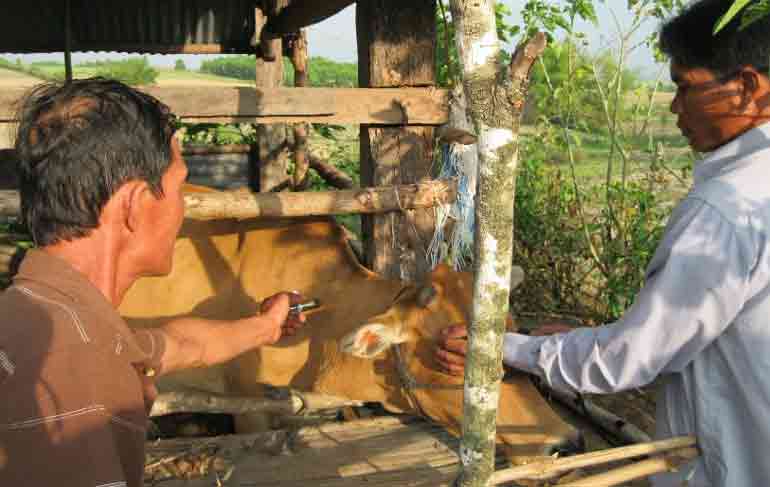 Cán bộ thú y cơ sở tiêm vắc xin lở mồm long móng cho bò của người dân ở xã Ea Trol (huyện Sông Hinh). Ảnh: NGUYỄN CHƯƠNG